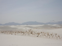 IMG 0077